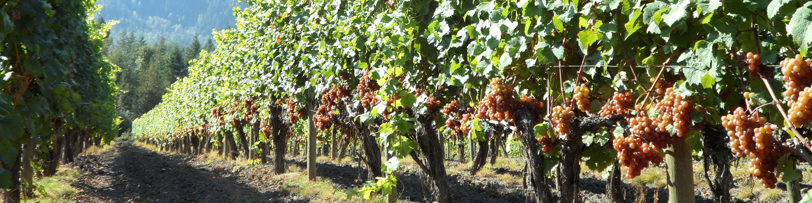 Farm / Business Profile - Shuswap Food & Farm Directory